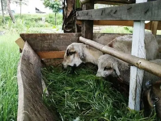 Buka Usaha Bakso Ikan dan Pecak Bandeng, Pondok Pesantren Ulul Albab Cetak Generasi Wirausaha
