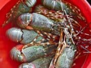 10.000 Anak Lobster Berhasil Diamankan Ditpolair Polda Banten 10.000 Anak Lobster Berhasil Diamankan Ditpolair Polda Banten