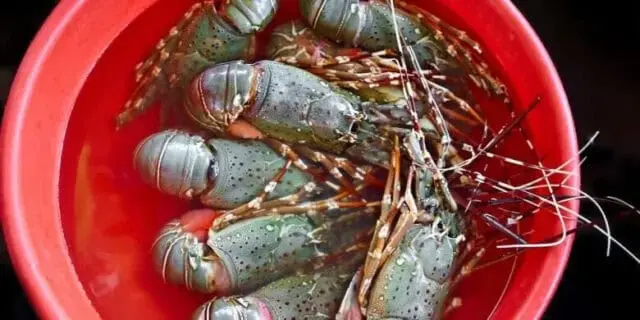 10.000 Anak Lobster Berhasil Diamankan Ditpolair Polda Banten 10.000 Anak Lobster Berhasil Diamankan Ditpolair Polda Banten