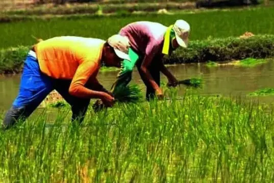 Raih Pendapatan Ekonomi di Usaha Pertanian, Pemkab Lebak Ajak Anak Muda Jadi Petani