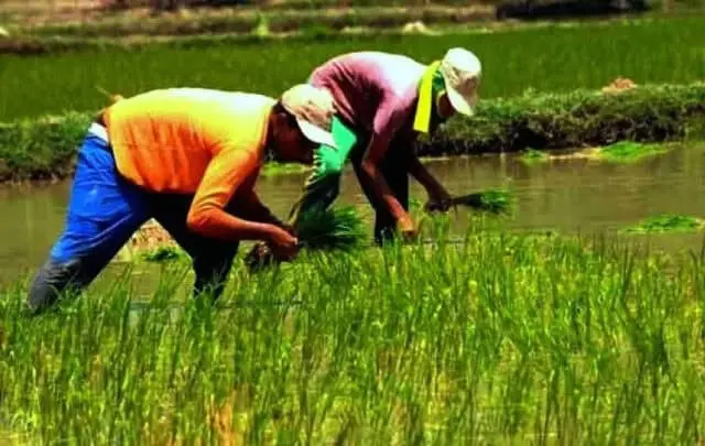 Raih Pendapatan Ekonomi di Usaha Pertanian, Pemkab Lebak Ajak Anak Muda Jadi Petani