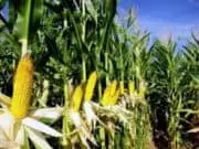 200.000 Hektare Lahan Tanam untuk Lumbung Jagung Nasional di Banten 200.000 Hektare Lahan Tanam untuk Lumbung Jagung Nasional di Banten