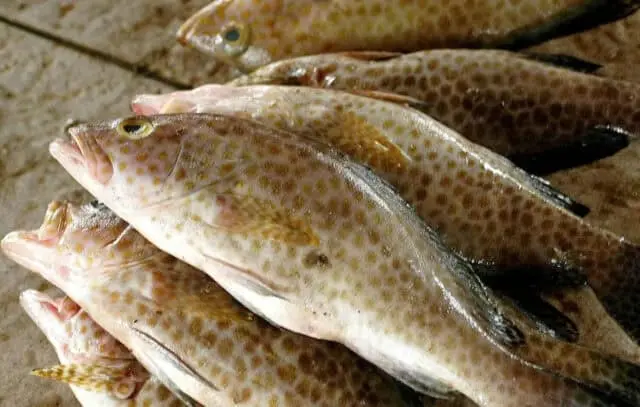 Panen Ikan Kerapu di Pandeglang Meningkat, Menteri Desa: Kita Bangun Model Bisnis Antar BUMDes dan Pengusaha Panen Ikan Kerapu di Pandeglang Meningkat, Menteri Desa: Kita Bangun Model Bisnis Antar BUMDes dan Pengusaha