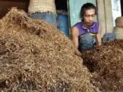 Diversifikasi Tembakau Akan Mematikan Kehidupan Petani Diversifikasi Tembakau Akan Mematikan Kehidupan Petani
