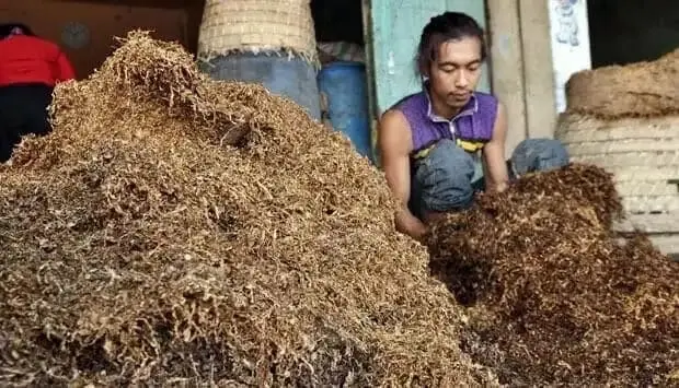 Diversifikasi Tembakau Akan Mematikan Kehidupan Petani Diversifikasi Tembakau Akan Mematikan Kehidupan Petani