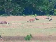 Aneh! Dibilang Punah, Harimau Jawa Tertangkap Kamera di Ujung Kulon Aneh! Dibilang Punah, Harimau Jawa Tertangkap Kamera di Ujung Kulon