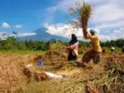 Distanbun Lebak Dorong OJK Bangkitkan Pendapatan Ekonomi Petani Distanbun Lebak Dorong OJK Bangkitkan Pendapatan Ekonomi Petani