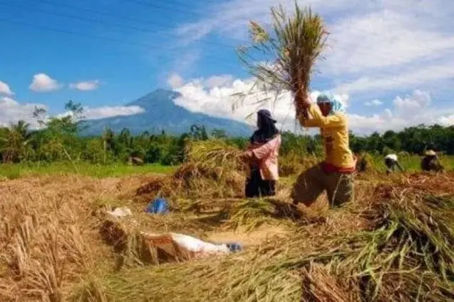 Distanbun Lebak Dorong OJK Bangkitkan Pendapatan Ekonomi Petani Distanbun Lebak Dorong OJK Bangkitkan Pendapatan Ekonomi Petani