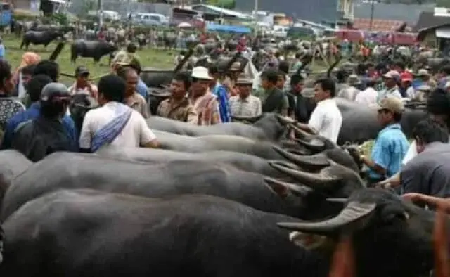 Kontes Kerbau 2017 Dimenangkan Kelompok Ternak Cileles