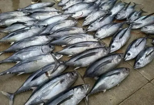 Panen Ikan Layur dan Tuna, Nelayan Lokal dan Nelayan Andong Bersitegang Panen Ikan Layur dan Tuna, Nelayan Lokal dan Nelayan Andong Bersitegang