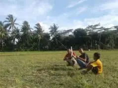 Lahan Sawah Jadi Area Bermain Layang-layang di Musim Panas Lahan Sawah Jadi Area Bermain Layang-layang di Musim Panas