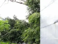 Beruang Hitam Tetap Semangat Eksekusi Billboard Liar Beruang Hitam Tetap Semangat Eksekusi Billboard Liar