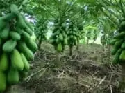 Lebak Provinsi Banten Tahun Ini Mulai Memanen Pepaya California