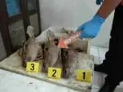 Begini Peran Masing-Masing Tersangka Pemburu Rusa Liar di TNUK Begini Peran Masing-Masing Tersangka Pemburu Rusa Liar di TNUK
