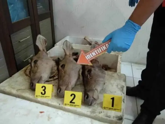 Begini Peran Masing-Masing Tersangka Pemburu Rusa Liar di TNUK Begini Peran Masing-Masing Tersangka Pemburu Rusa Liar di TNUK