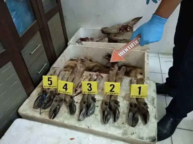 Pemburu Rusa Liar di TNUK, Polda Banten Tetapkan 4 Tersangka Pemburu Rusa Liar Di TNUKPemburu Rusa Liar di TNUK, Polda Banten Tetapkan 4 Tersangka