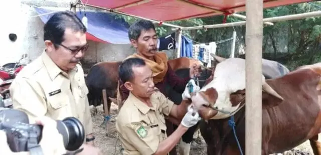 Idul Adha 1440 Hijriah, Jokowi Beli Sapi 1,2 Ton di Tangerang Idul Adha 1440 Hijriah, Jokowi Beli Sapi 1,2 Ton di Tangerang