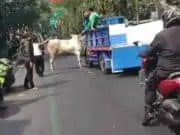 Ditangerang, Sapi Qurban Lepas Dari Truk Pengendara Lain Panik Ditangerang, Sapi Qurban Lepas Dari Truk Pengendara Lain Panik