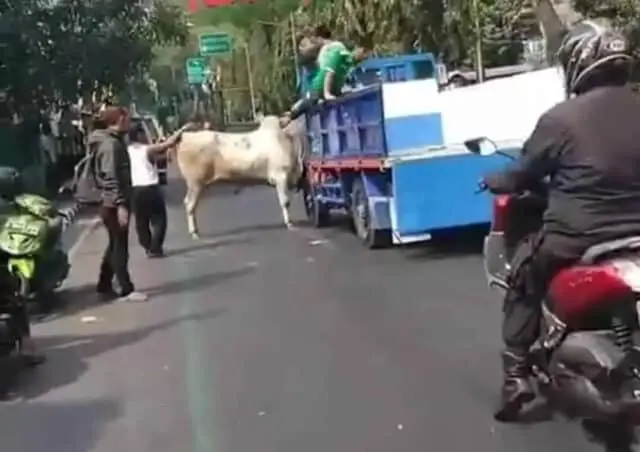 Ditangerang, Sapi Qurban Lepas Dari Truk Pengendara Lain Panik Ditangerang, Sapi Qurban Lepas Dari Truk Pengendara Lain Panik
