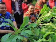 Panen Sayur Mayur di KRPL Kota Tangerang Bersama Wali Kota Panen Sayur Mayur di KRPL Kota Tangerang Bersama Wali Kota