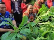 Panen Sayur Mayur di KRPL Kota Tangerang Bersama Wali Kota Panen Sayur Mayur di KRPL Kota Tangerang Bersama Wali Kota