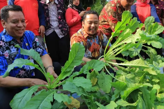 Panen Sayur Mayur di KRPL Kota Tangerang Bersama Wali Kota Panen Sayur Mayur di KRPL Kota Tangerang Bersama Wali Kota