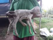 Heboh! Kambing Berkaki 5 di Tangerang Heboh! Kambing Berkaki 5 di Tangerang
