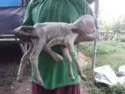 Heboh! Kambing Berkaki 5 di Tangerang