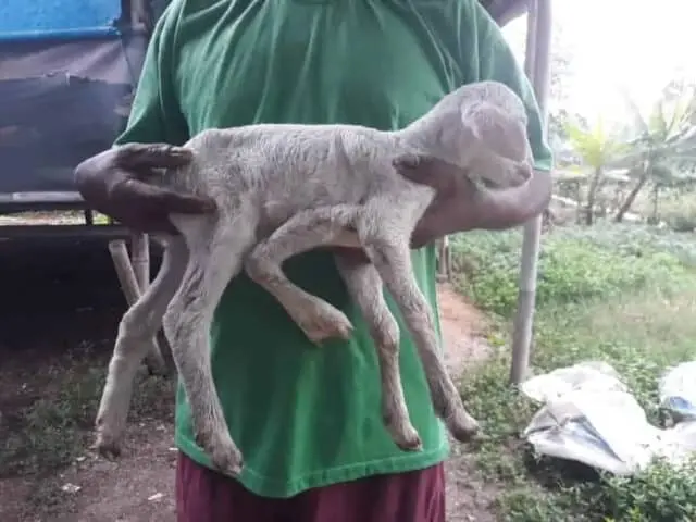 Heboh! Kambing Berkaki 5 di Tangerang Heboh! Kambing Berkaki 5 di Tangerang