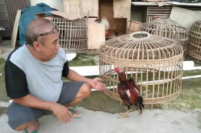 Ayam Seharga Puluhan Juta Digondol Maling di Tangerang Ayam Seharga Puluhan Juta Digondol Maling di Tangerang