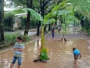 Dibohongi Pengembang, Jalan di Taman Royal Ditanami Pohon Pisang Dibohongi Pengembang, Jalan di Taman Royal Ditanami Pohon Pisang