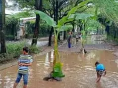 Dibohongi Pengembang, Jalan di Taman Royal Ditanami Pohon Pisang Dibohongi Pengembang, Jalan di Taman Royal Ditanami Pohon Pisang