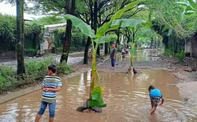 Dibohongi Pengembang, Jalan di Taman Royal Ditanami Pohon Pisang Dibohongi Pengembang, Jalan di Taman Royal Ditanami Pohon Pisang