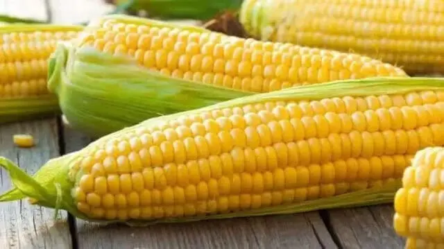 Penggunaan Serat Larut dari Jagung untuk Cokelat Rendah Gula Penggunaan Serat Larut dari Jagung untuk Cokelat Rendah Gula