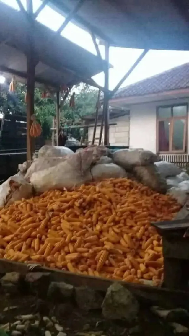 Banten Masuki Musim Panen Padi dan Jagung