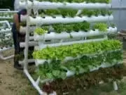 Bercocok Tanam ditengah Pandemi Covid19 Bercocok Tanam ditengah Pandemi Covid19