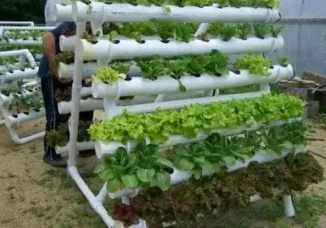 Bercocok Tanam ditengah Pandemi Covid19 Bercocok Tanam ditengah Pandemi Covid19