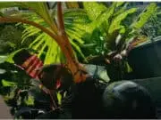 Produktif Saat Pandemi, Membuat Bonsai Kelapa