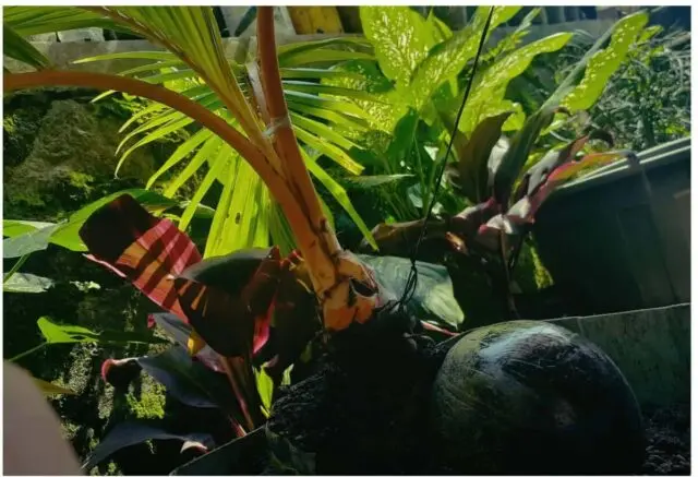 Produktif Saat Pandemi, Membuat Bonsai Kelapa Produktif Saat Pandemi, Membuat Bonsai Kelapa