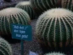 Budidaya Kaktus Untuk Pemula Budidaya Kaktus Untuk Pemula
