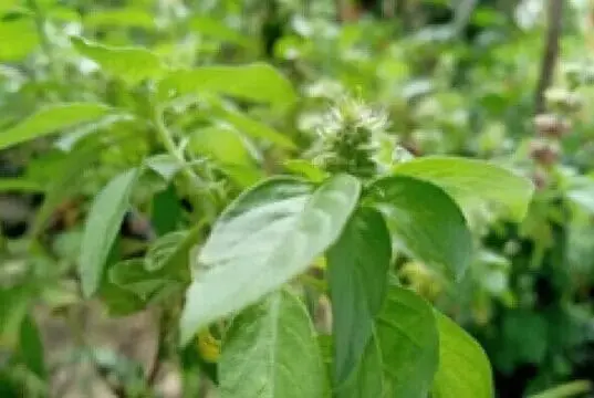 Budidaya Lalapan Daun Kemangi Yang Memiliki Banyak Manfaat Budidaya Lalapan Daun Kemangi Yang Memiliki Banyak Manfaat