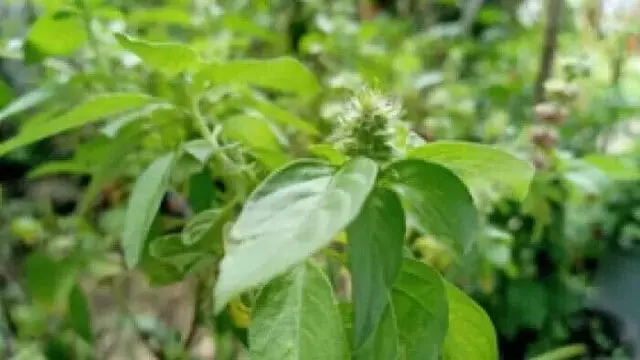 Budidaya Lalapan Daun Kemangi Yang Memiliki Banyak Manfaat