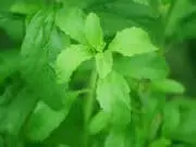 Keistimewaan dan Cara Budidaya Daun Stevia