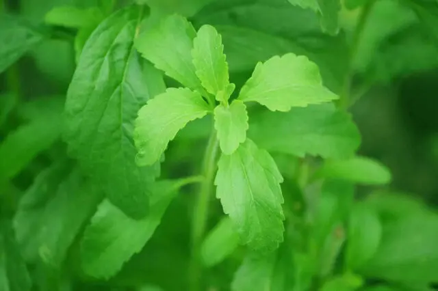 Keistimewaan dan Cara Budidaya Daun Stevia Keistimewaan dan Cara Budidaya Daun Stevia