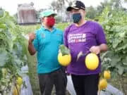 Bersama Pangdam, Bupati Zaki Panen Melon di Teluknaga Bersama Pangdam, Bupati Zaki Panen Melon di Teluknaga
