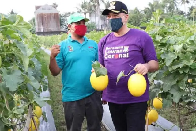 Bersama Pangdam, Bupati Zaki Panen Melon di Teluknaga Bersama Pangdam, Bupati Zaki Panen Melon di Teluknaga