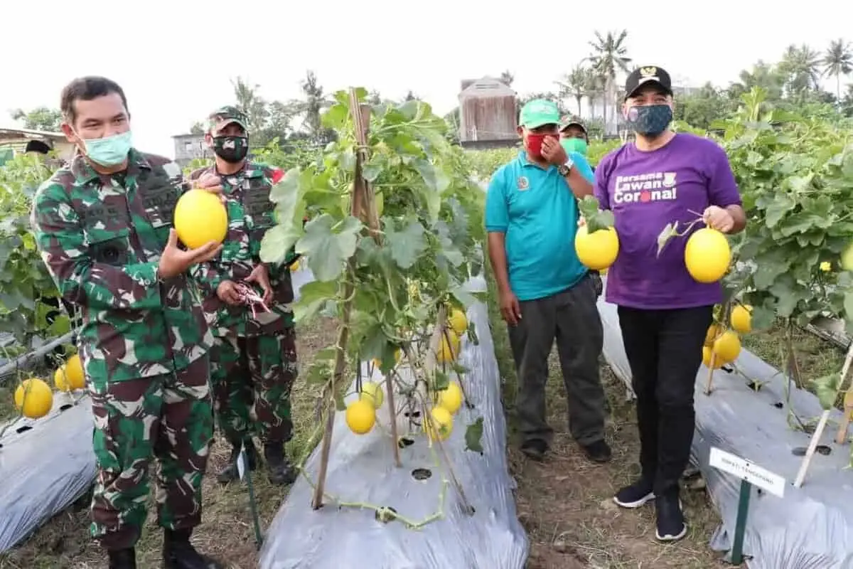 Bersama Pangdam, Bupati Zaki Panen Melon di Teluknaga