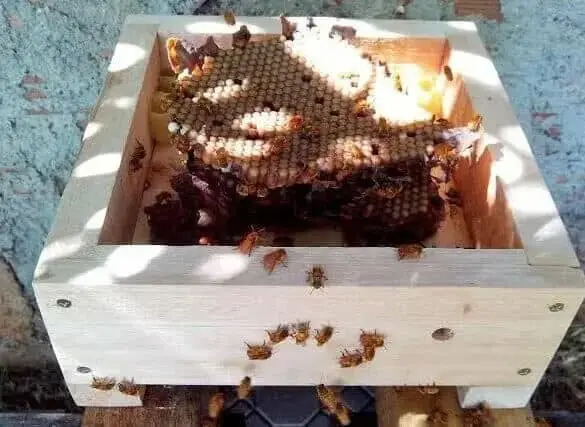 Kenalan dengan Si Lebah Kecil Trigona Yuk! Kenalan dengan Si Lebah Kecil Trigona Yuk!