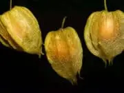 Buah Ciplukan Kaya Akan Manfaat