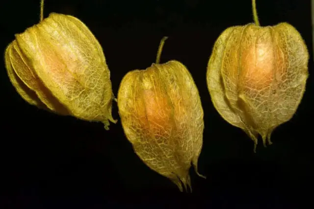 Buah Ciplukan Kaya Akan Manfaat Buah Ciplukan Kaya Akan Manfaat